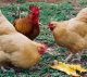 Het wordt een feestje. Zojuist contact gehad met ‘de paashaas’ en hij heeft belooft om dat de kippen voldoende eieren gaan leggen. Wist u trouwens dat onze Chef de eieren vers bij onze ‘adoptiekippen’ in Baaium haalt bij Hasthem Hoeve. Wil je ook paaseieren zoeken op 9 april 2023 in de tuin van Lokaal op Hatsum, reserveer dan een plekje; telefoon 0517-231688 of info@lokaalophatsum.nl Ook voor een paasbrunch