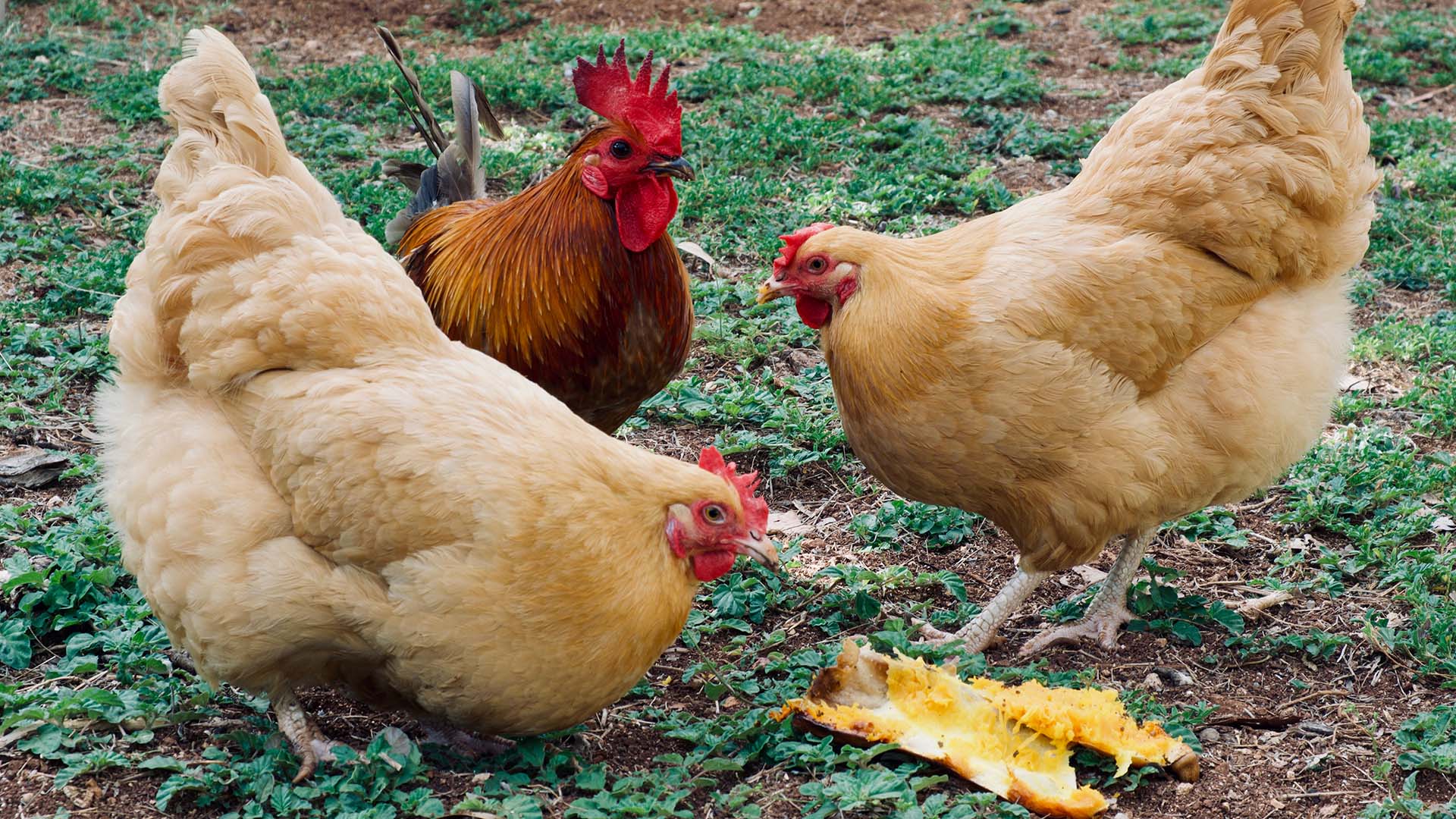 Het wordt een feestje. Zojuist contact gehad met ‘de paashaas’ en hij heeft belooft om dat de kippen voldoende eieren gaan leggen. Wist u trouwens dat onze Chef de eieren vers bij onze ‘adoptiekippen’ in Baaium haalt bij Hasthem Hoeve. Wil je ook paaseieren zoeken op 9 april 2023 in de tuin van Lokaal op Hatsum, reserveer dan een plekje; telefoon 0517-231688 of info@lokaalophatsum.nl Ook voor een paasbrunch